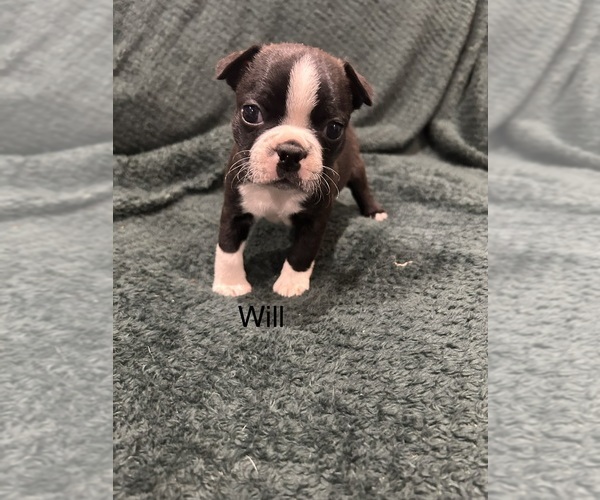 Medium Photo #1 Boston Terrier Puppy For Sale in SNOHOMISH, WA, USA