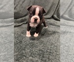 Puppy Will Boston Terrier