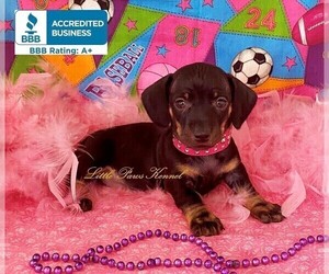 Dachshund Puppy for sale in WINNSBORO, LA, USA