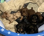 Litter of 6 - Male(s) and Female(s) DachshundLitter of Puppies for Sale - Small photo