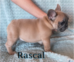 Small #13 French Bulldog