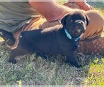 Small Photo #53 Rotticorso Puppy For Sale in REEVESVILLE, SC, USA
