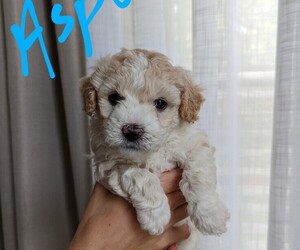 Cockapoo Puppy for sale in SALEM, OR, USA