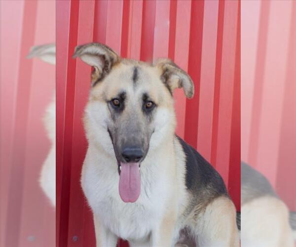 Medium Photo #2 German Shepherd Dog Puppy For Sale in Tracy, CA, USA
