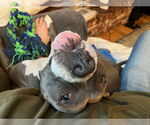 Small #1 American Staffordshire Terrier