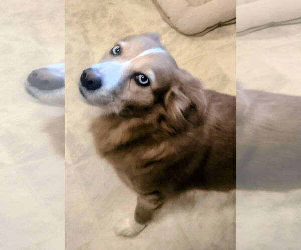 Medium Photo #4 Australian Shepherd-Unknown Mix Puppy For Sale in Raleigh, NC, USA