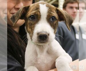 Labrador Retriever-Unknown Mix Dogs for adoption in Washington, DC, USA