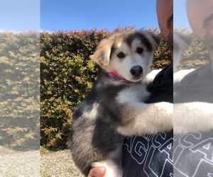 German Shepherd Dog-Siberian Husky Mix Puppy for sale in NAVAL BASE VENTURA COUNTY, CA, USA