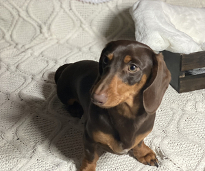 Father of the Dachshund puppies born on 11/08/2022