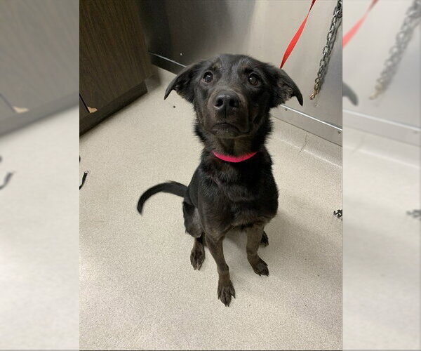 Medium Photo #1 Labrador Retriever-Unknown Mix Puppy For Sale in Fairbanks, AK, USA