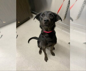 Labrador Retriever-Unknown Mix Dogs for adoption in Fairbanks, AK, USA