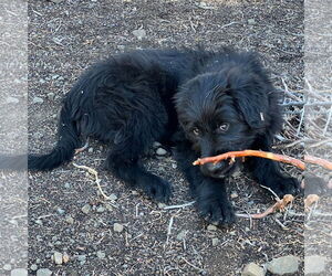 Bouvier Des Flandres-Great Pyrenees Mix Dogs for adoption in Lafayette, CA, USA