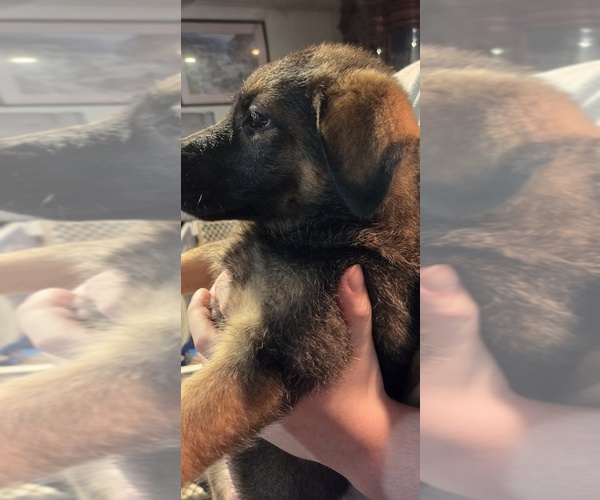 Medium Photo #3 German Shepherd Dog Puppy For Sale in FORT WORTH, TX, USA