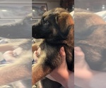 Small #2 German Shepherd Dog