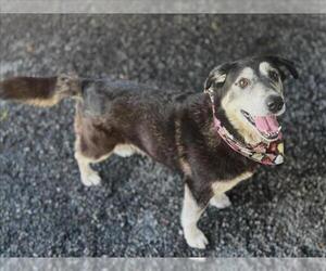 Siberian Husky-Unknown Mix Dogs for adoption in Moreno Valley, CA, USA