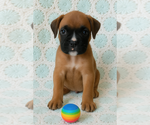 Small #1 Boxer