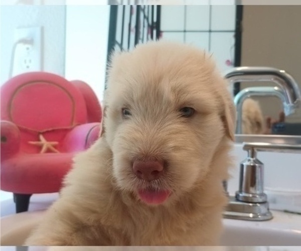Medium Photo #4 Goldendoodle Puppy For Sale in DIXON, CA, USA
