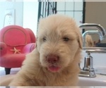 Small #3 Goldendoodle