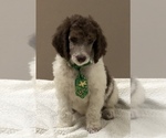 Small Photo #16 Poodle (Standard) Puppy For Sale in ORMOND BEACH, FL, USA