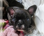 Puppy Magnum French Bulldog