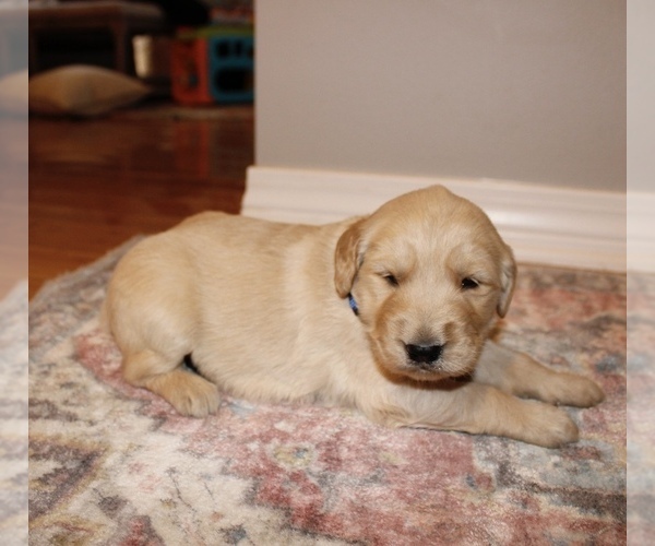 Medium Photo #2 Golden Retriever Puppy For Sale in GRAND BAY, AL, USA