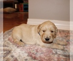 Small Photo #2 Golden Retriever Puppy For Sale in GRAND BAY, AL, USA
