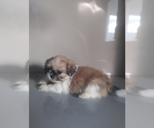 Medium Photo #2 Zuchon Puppy For Sale in SHIPSHEWANA, IN, USA