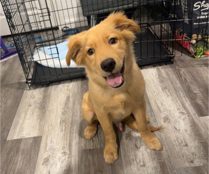Golden Retriever Puppy for sale in PHILADELPHIA, PA, USA