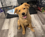 Small Golden Retriever