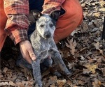 Puppy Miss T Cowgirl Australian Cattle Dog