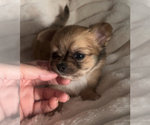 Small #8 Chihuahua