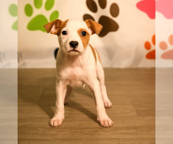 Medium Photo #3 Mutt Puppy For Sale in Brooklyn Center, MN, USA
