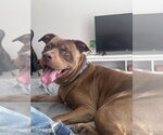 Small #2 American Pit Bull Terrier