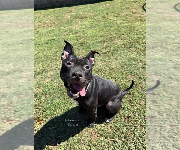 Medium Photo #5 Mutt Puppy For Sale in Evansville, IN, USA