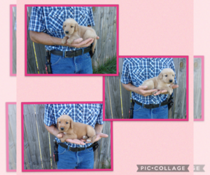 Golden Retriever Puppy for Sale in SPENCER, Virginia USA