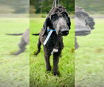 Small #1 Poodle (Standard)