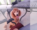 Small Photo #1 Poodle (Standard) Puppy For Sale in CONROE, TX, USA