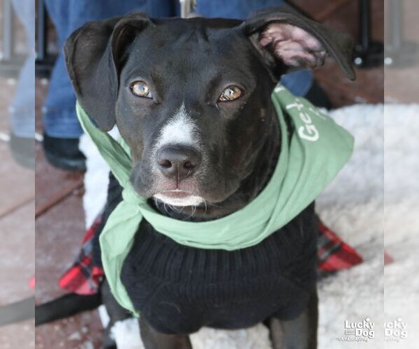 Medium Photo #10 Labrador Retriever-Unknown Mix Puppy For Sale in Washington, DC, USA