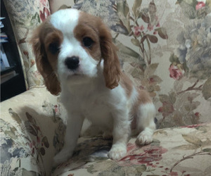 Cavalier King Charles Spaniel Puppy for sale in LOUISVILLE, KY, USA
