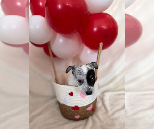 Medium Photo #3 Mutt Puppy For Sale in New London, WI, USA