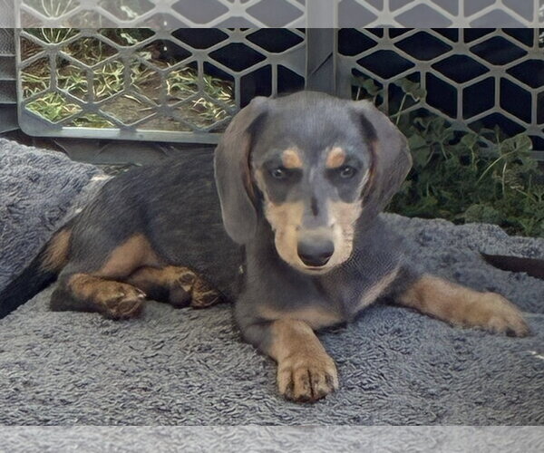Medium Photo #3 Dachshund Puppy For Sale in Hesperia, CA, USA