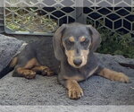 Small #2 Dachshund