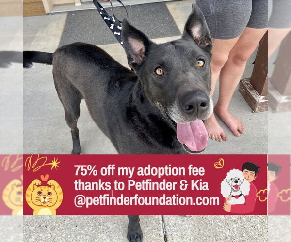 Medium Photo #12 German Shepherd Dog-Great Dane Mix Puppy For Sale in Bolivar, MO, USA