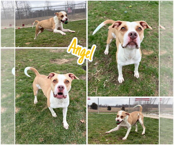 Medium Photo #1 American Staffordshire Terrier Puppy For Sale in Pierceton , IN, USA