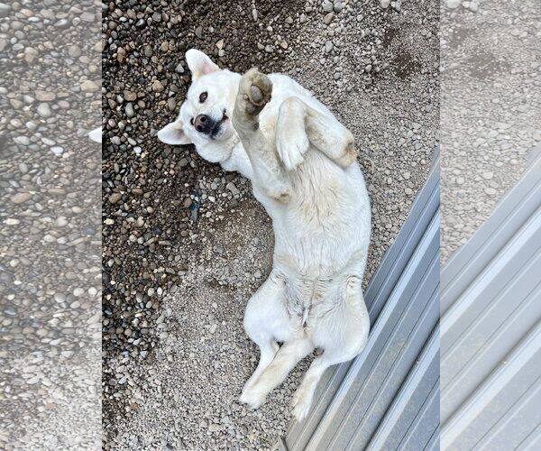 Medium Photo #3 - Mix Puppy For Sale in Woodsfield, OH, USA