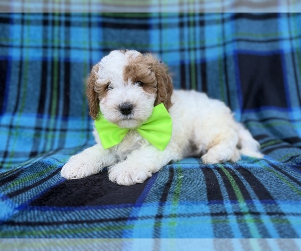 Medium Photo #5 Cavapoo (Miniature) Puppy For Sale in LAKELAND, FL, USA