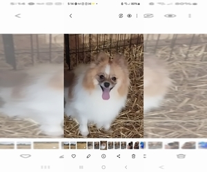 Mother of the Pomeranian puppies born on 04/24/2025