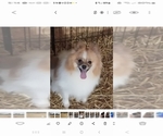 Small Photo #1 Pomeranian Puppy For Sale in SPOTSYLVANIA, VA, USA