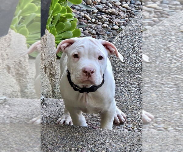 Medium Photo #1 Staffordshire Bull Terrier Puppy For Sale in San Diego, CA, USA