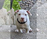 Small Staffordshire Bull Terrier